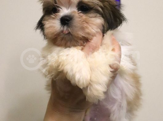 Safkan Shih Tzu 2 Erkek Yavru Parazit Ve Aşı Yapıldı görsel