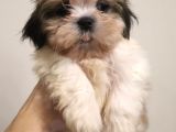 Safkan Shih Tzu 2 Erkek Yavru Parazit Ve Aşı Yapıldı
