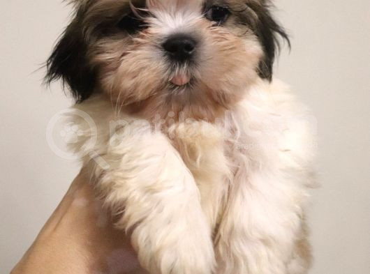 Safkan Shih Tzu 2 Erkek Yavru Parazit Ve Aşı Yapıldı görsel