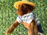 Sağlık ve ırk garantili poodle yavrularımız