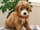 Kahve tonlu mini boy puppy sevimli yavrular MALTİPO CİNSİ