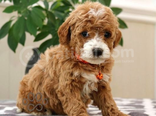 Kahve tonlu mini boy puppy sevimli yavrular MALTİPO CİNSİ