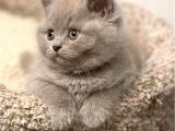 Masum Bebek Lilac British Shorthair
