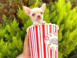 White Chihuahua