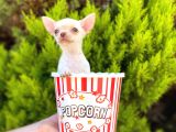 White Chihuahua