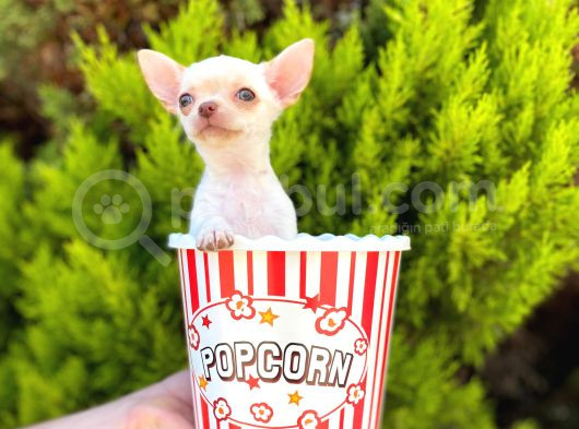 White Chihuahua