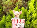 White Chihuahua