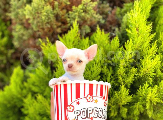 White Chihuahua görsel