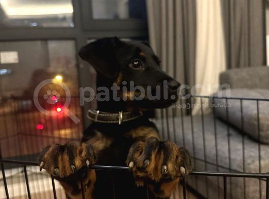 Doberman Rot Kırması