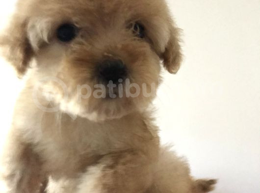 POODLE AYARIN DA MALTİPO YAVRULARI