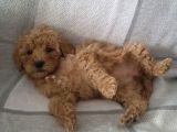 Poodle Ayarin Da Malti̇po Yavrulari