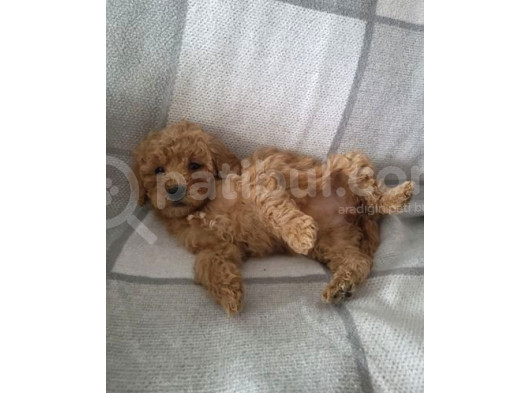 Poodle Ayarin Da Malti̇po Yavrulari görsel