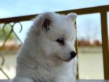 Ayi̇ Yavrusu Samoyed A Kali̇te Irk