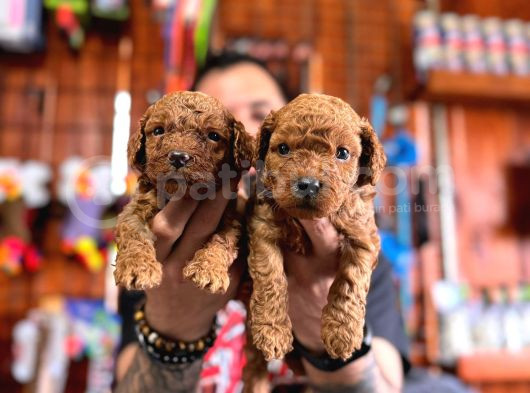 En Akıllı Apartman Köpeği A Scrli̇ Toy Poodle görsel