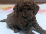 Tooy Poodle Cinsi Kıpkırmızı Red Mini Boy