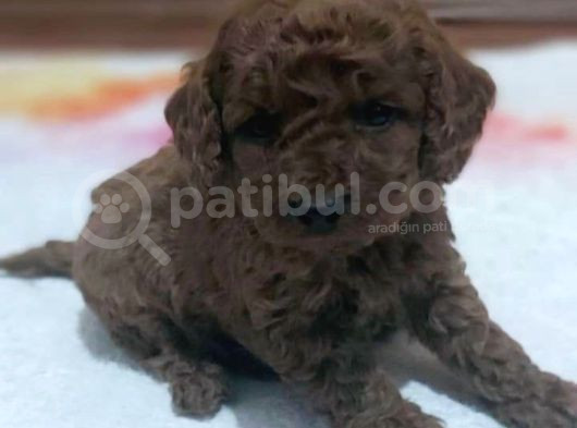 Tooy Poodle Cinsi Kıpkırmızı Red Mini Boy görsel