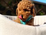 Çiftlik garantili toy poodle bebeklerimiz