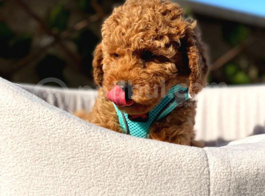 Çiftlik garantili toy poodle bebeklerimiz