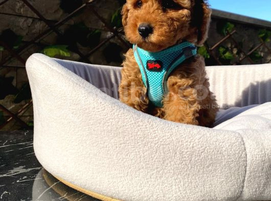 Çiftlik Garantili Toy Poodle Bebeklerimiz görsel