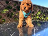 Çiftlik Garantili Toy Poodle Bebeklerimiz