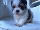 Veteriner Kontrolüyle Tea Cup Morkie Yavru