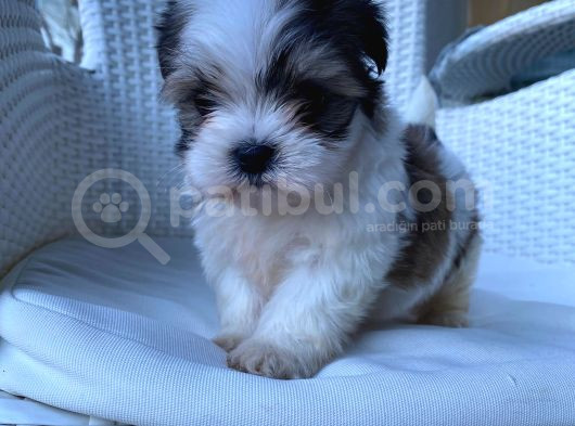 Veteriner Kontrolüyle Tea Cup Morkie Yavru görsel