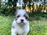 Veteriner kontrolüyle Tea cup morkie yavru