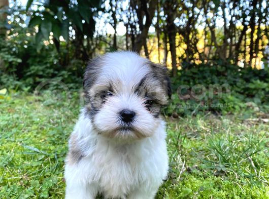 Veteriner Kontrolüyle Tea Cup Morkie Yavru