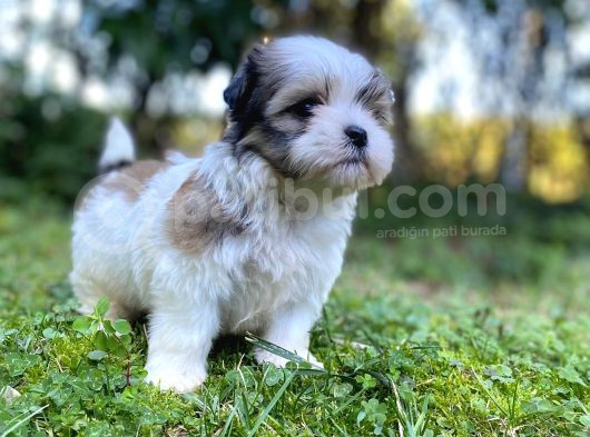 Veteriner Kontrolüyle Tea Cup Morkie Yavru görsel