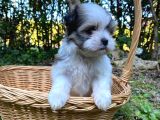 Veteriner Kontrolüyle Tea Cup Morkie Yavru