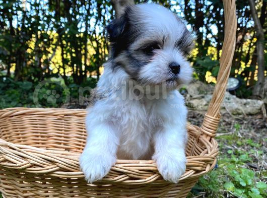 Veteriner Kontrolüyle Tea Cup Morkie Yavru görsel