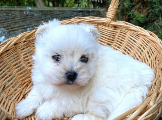 Veteriner Kontrolüyle Orijinal Kore Maltese görsel
