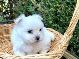 Veteriner Kontrolüyle Orijinal Kore Maltese
