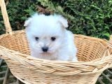 Veteriner Kontrolüyle Orijinal Kore Maltese