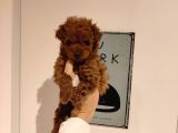 Irk Ve Sağlık Garantili Toy Poodle Yavrularımız