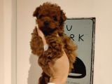 Irk ve sağlık garantili toy poodle yavrularımız