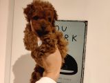 Irk Ve Sağlık Garantili Toy Poodle Yavrularımız