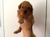 Anne Altından Safkan Toy Poodle Yavrularım