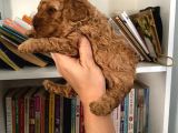 Wc Eğitimli Akıllı Toy Poodle Bebeklerim