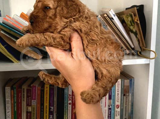 Wc Eğitimli Akıllı Toy Poodle Bebeklerim görsel