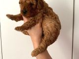 Anne Altından Safkan Toy Poodle Yavrularım
