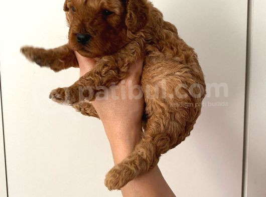 Anne Altından Safkan Toy Poodle Yavrularım görsel
