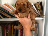 Wc eğitimli akıllı toy poodle bebeklerim