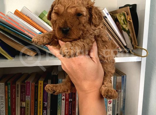 Wc Eğitimli Akıllı Toy Poodle Bebeklerim