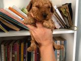 Wc Eğitimli Akıllı Toy Poodle Bebeklerim