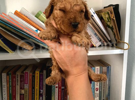 Wc Eğitimli Akıllı Toy Poodle Bebeklerim görsel