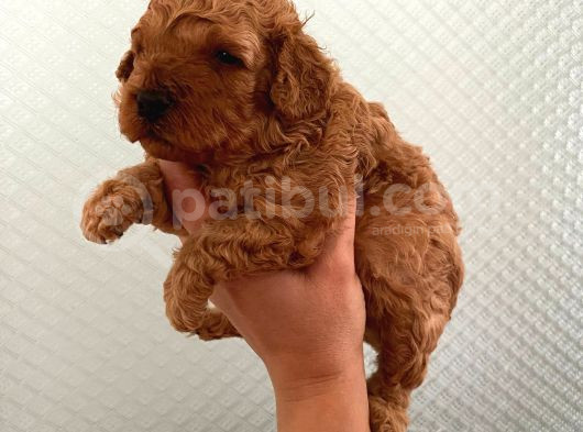 Evde Bakılan Sağlık Ve Irk Garantili Poodle Bebek görsel