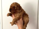 Anne Altından Safkan toy poodle yavrularım