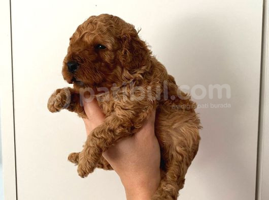 Anne Altından Safkan Toy Poodle Yavrularım