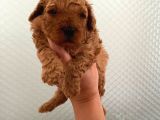 Evde Bakılan Sağlık Ve Irk Garantili Poodle Bebek